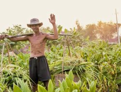 8.833 Petani Tembakau dan Buruh Rokok di Sumenep Terima BLT