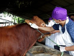 Pemkot Surabaya Terjunkan Dokter Hewan Untuk Pemeriksaan Ternak