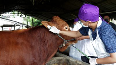 Pemkot Surabaya Terjunkan Dokter Hewan Untuk Pemeriksaan Ternak