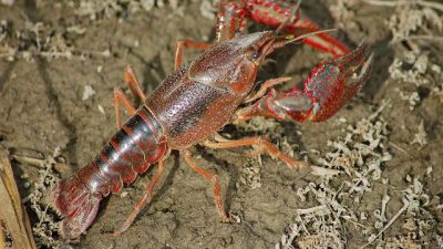 Ketika Nelayan Pesanggaran Harus Putar Otak Hingga Berbuah Budidaya Lobster Air Tawar