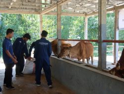 12.934 Sapi di Jatim Terinfeksi Penyakit Mulut dan Kuku