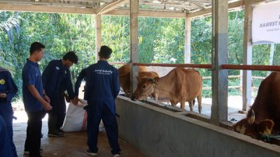 12.934 Sapi di Jatim Terinfeksi Penyakit Mulut dan Kuku