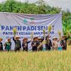 Ansor Pasuruan Panen Raya Padi Sehat Rendah Gula