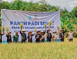 Ansor Pasuruan Panen Raya Padi Sehat Rendah Gula