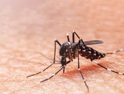 Waspada Chikungunya: Cuaca Tak Menentu Picu Peningkatan Risiko Penyakit