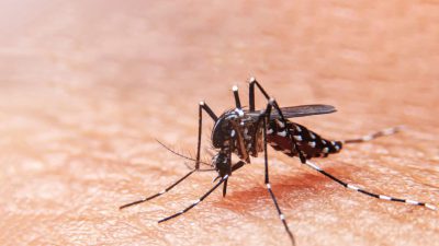 Waspada Chikungunya: Cuaca Tak Menentu Picu Peningkatan Risiko Penyakit