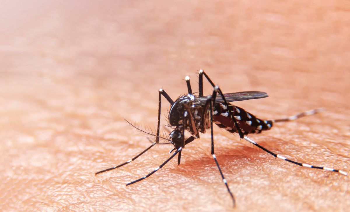 Waspada Chikungunya