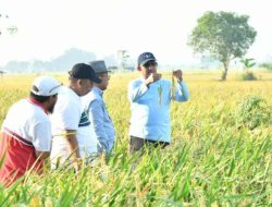 Pantau Langsung Hasil Uji Coba Padi Varietas HMS 700 di Sumenep, Bupati Fauzi Beri Apresiasi