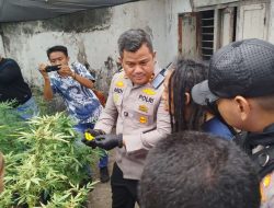 Breaking News ! Polres Jombang Gerebek Ladang Ganja “Profesional” di Dalam Rumah Kontrakan