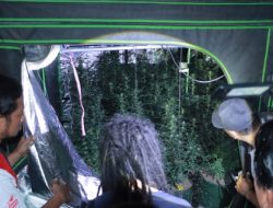 Pelaku Kebun Ganja Jombang Ternyata Bekerja Profesional dengan Sistem Budidaya Canggih