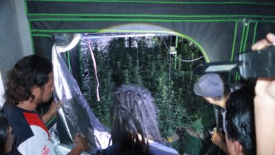 Pelaku Kebun Ganja Jombang Ternyata Bekerja Profesional dengan Sistem Budidaya Canggih