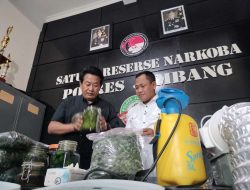 Polisi Buru Tersangka Lain Ladang Ganja Rumahan Di Jombang