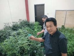 Fakta Baru “kebun ganja rumahan” di Mojongapit Jombang