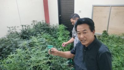 Fakta Baru “kebun ganja rumahan” di Mojongapit Jombang