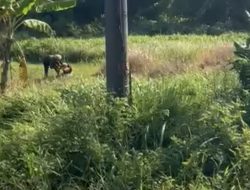 Lansia di Jombang Dibacok Anjal Saat Cari Rumput, Pelaku Babak Belur Dimassa