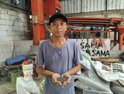 Semai Harapan dari Sumbernongko: Kala Biji Kangkung Menghidupi Ratusan Petani