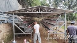 Salah satu lokais pembangunan kandang Ayam Petelur