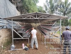 PT Jaka Tingkir Bangun Kandang Ayam Petelur Kapasitas 6000 Ekor di Sukabumi