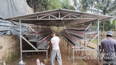 PT Jaka Tingkir Bangun Kandang Ayam Petelur Kapasitas 6000 Ekor di Sukabumi