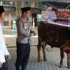 Sambut Iduladha, Kapolres Jombang Salurkan Sapi Kurban Kapolda Jatim ke Ponpes Tebuireng dan Gudo