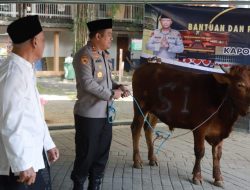 Sambut Iduladha, Kapolres Jombang Salurkan Sapi Kurban Kapolda Jatim ke Ponpes Tebuireng dan Gudo