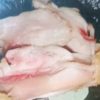 Menu MBG SPPG Singogalih Sidoarjo Ditemukan Ayam Masih Mentah dan Berdarah