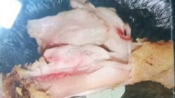 Menu MBG Singogalih Kondisi Ayam Mentah