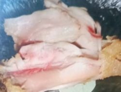 Menu MBG SPPG Singogalih Sidoarjo Ditemukan Ayam Masih Mentah dan Berdarah