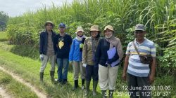 PT Karya Usaha Rossan (KUR) mulai melakukan distribusi bibit Tebu di sejumlah tempat