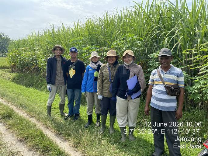PT Karya Usaha Rossan (KUR) mulai melakukan distribusi bibit Tebu di sejumlah tempat