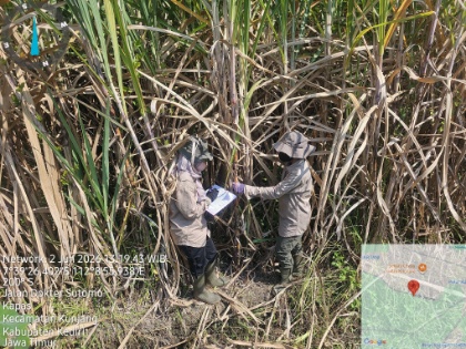 PT Karya Usaha Rossan (KUR) mulai melakukan distribusi bibit Tebu di sejumlah tempat_1